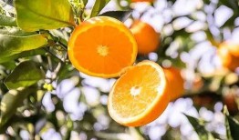 老橙子最新爆料新闻,揭秘娱乐圈最新劲爆新闻