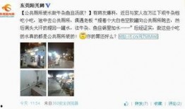 东莞爆料最新消息,揭秘城市热点事件背后的真相