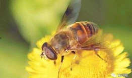 蜜蜂吃瓜娱乐,揭秘甜蜜背后的趣味世界