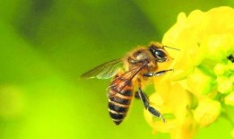 蜜蜂吃瓜娱乐,揭秘甜蜜背后的趣味世界